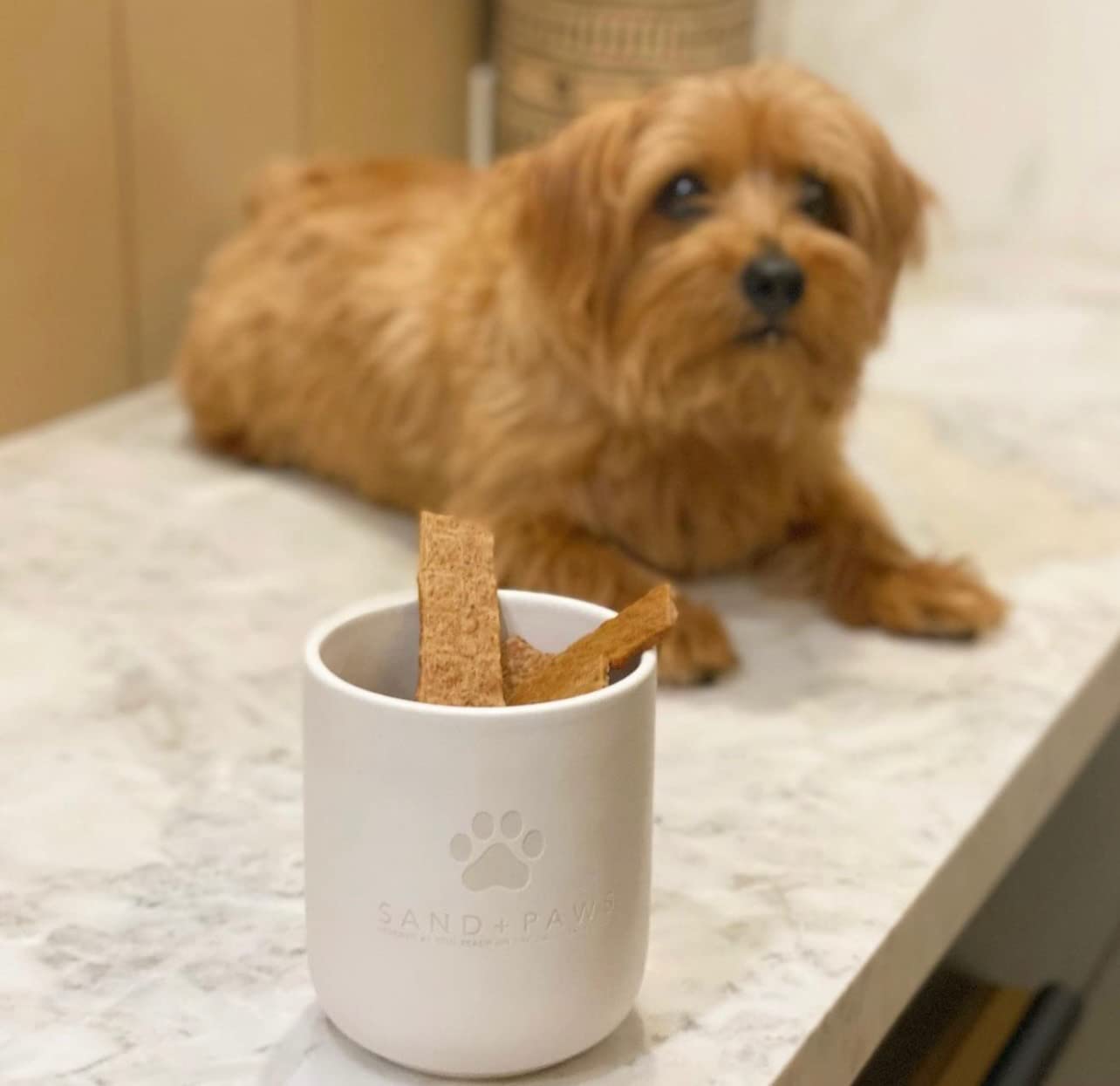 Sand + Paws Scented Candle - Newport - Additional Scents and Sizes –Luxurious Air Freshening Jar Candles Neutralize pet Odors and Enhance Home décor – 100% Cotton Lead-Free Wicks - 12 oz