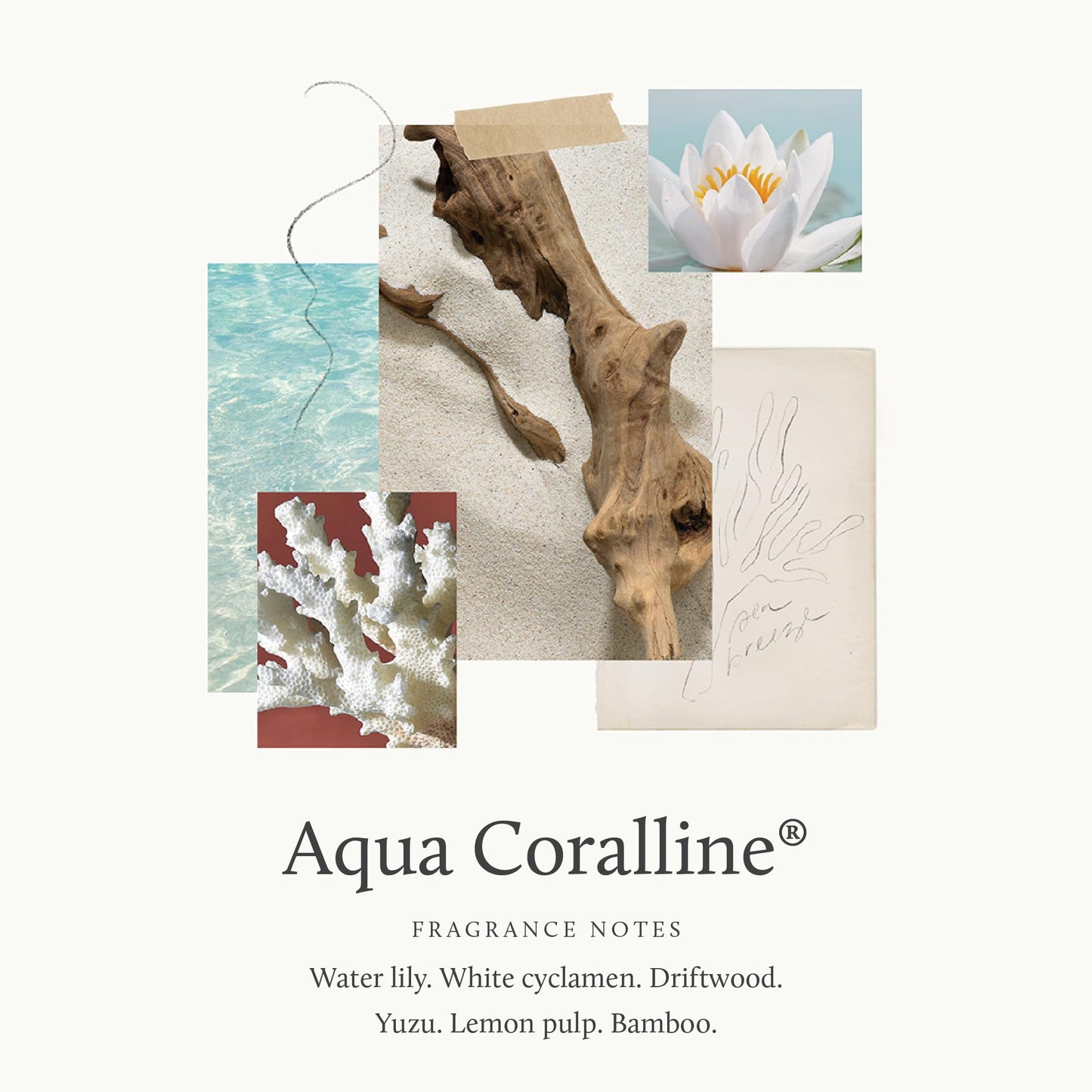 Thymes Aromatic Jar Candle - Aqua Coralline Scented Candle for a Fresh Home Fragrance - Matte White Candles (7.5 oz)