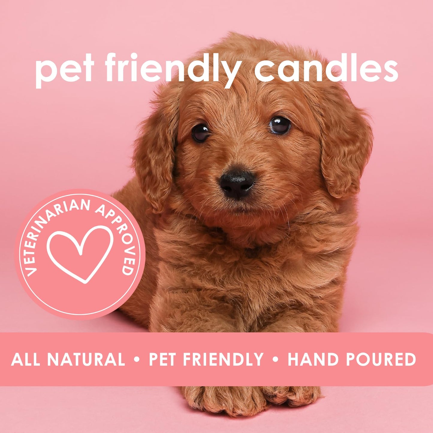 Pet Safe Candle for Dogs | Non Toxic Coconut Apricot Wax Candle | Clean Burning, Paraffin-Free | Pet Odor Eliminating Home Fragrance | Harvest Howls | 4 oz