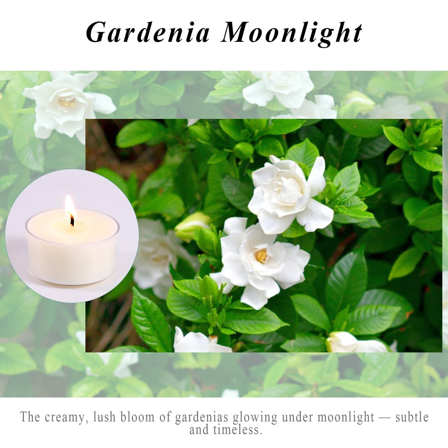 Scented Tea Lights Candles, Gardenia Moonlight, 16 Pack – White Scented Tealight Candles– 100% Palm Wax – 6 Hour Burn Time Aromatherapy Tea Light Votive Candle for Dinner, Bedroom, Spa, Wedding Decor