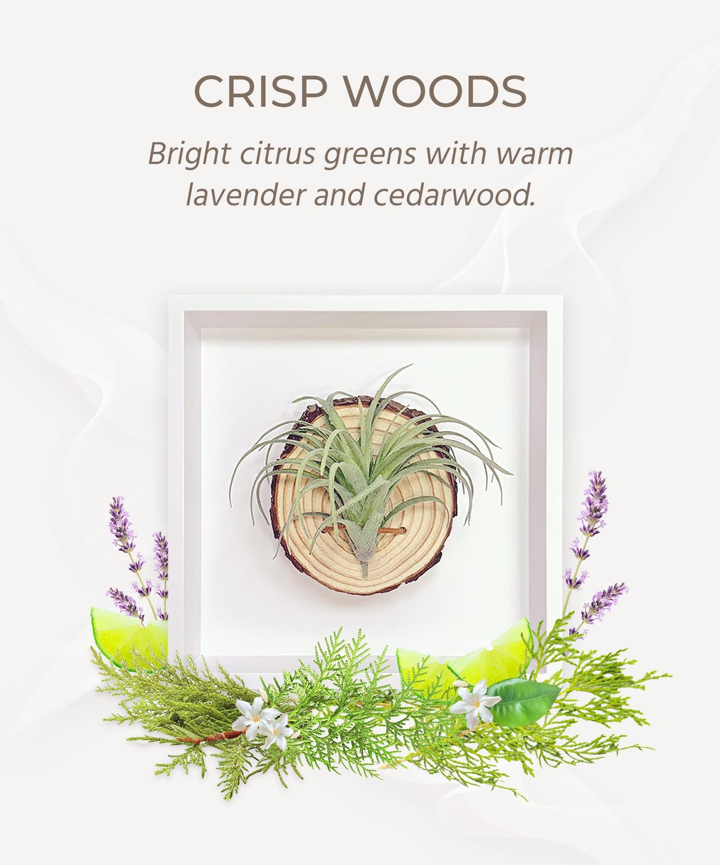 arscent Faux Air Plant Bathroom Wall Decor with Scent Stone Diffuser, Decorative Air Freshener, 3D Botanical Wall Art for Bedroom, Entryway & Small Spaces, Green Tillandsia Ionantha