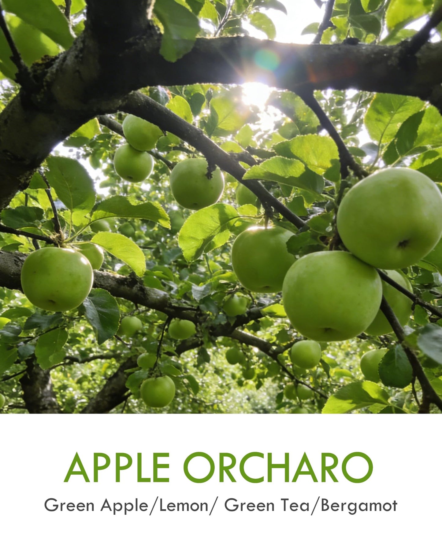 AOOVOO Apple Orcharo Odor Eliminating Candle - Up to 50 Hours Burn time, Eliminates 95% of Pet, Smoke, Food, and Other Smells Quickly, 9 oz Non Toxic Highly Fragranced Air Freshing Soy Candle