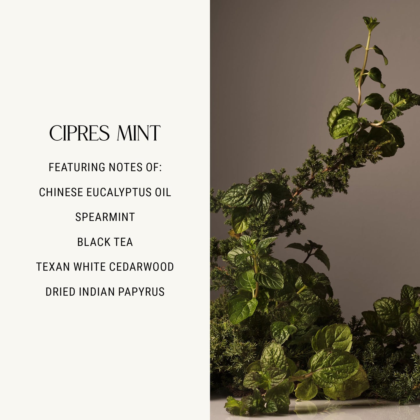 Homecourt Luxury Scented Candle, Cipres Mint Scent, 60-Hour Burn Time, Soy Wax Blend, Lavender, and Vanilla Aroma, Kiln-Fired Reusable Ceramic Vessel, 8 Oz, 2.0