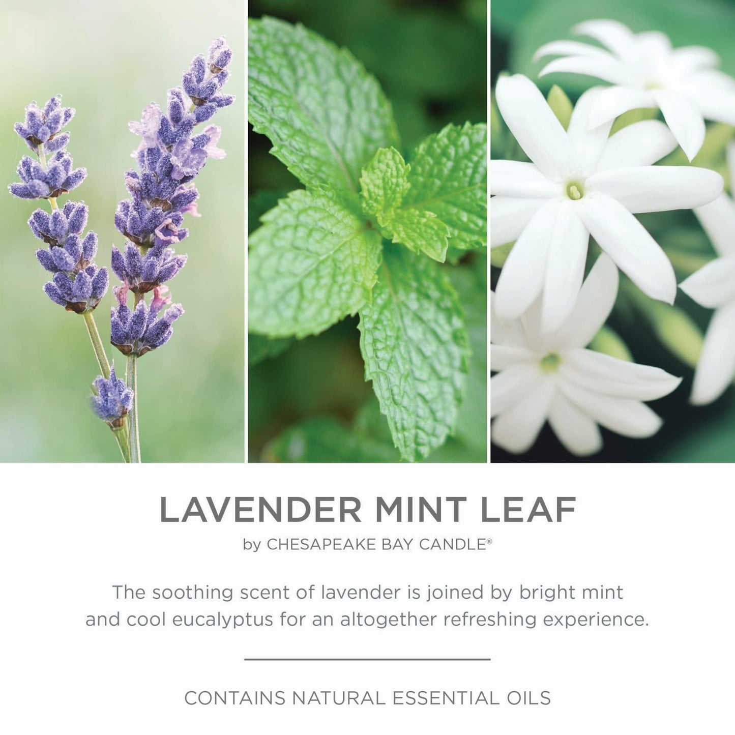 Chesapeake Bay Candle PT42079 Candle Multi-Wick Ceramic Lavender Mint Leaf Home Décor