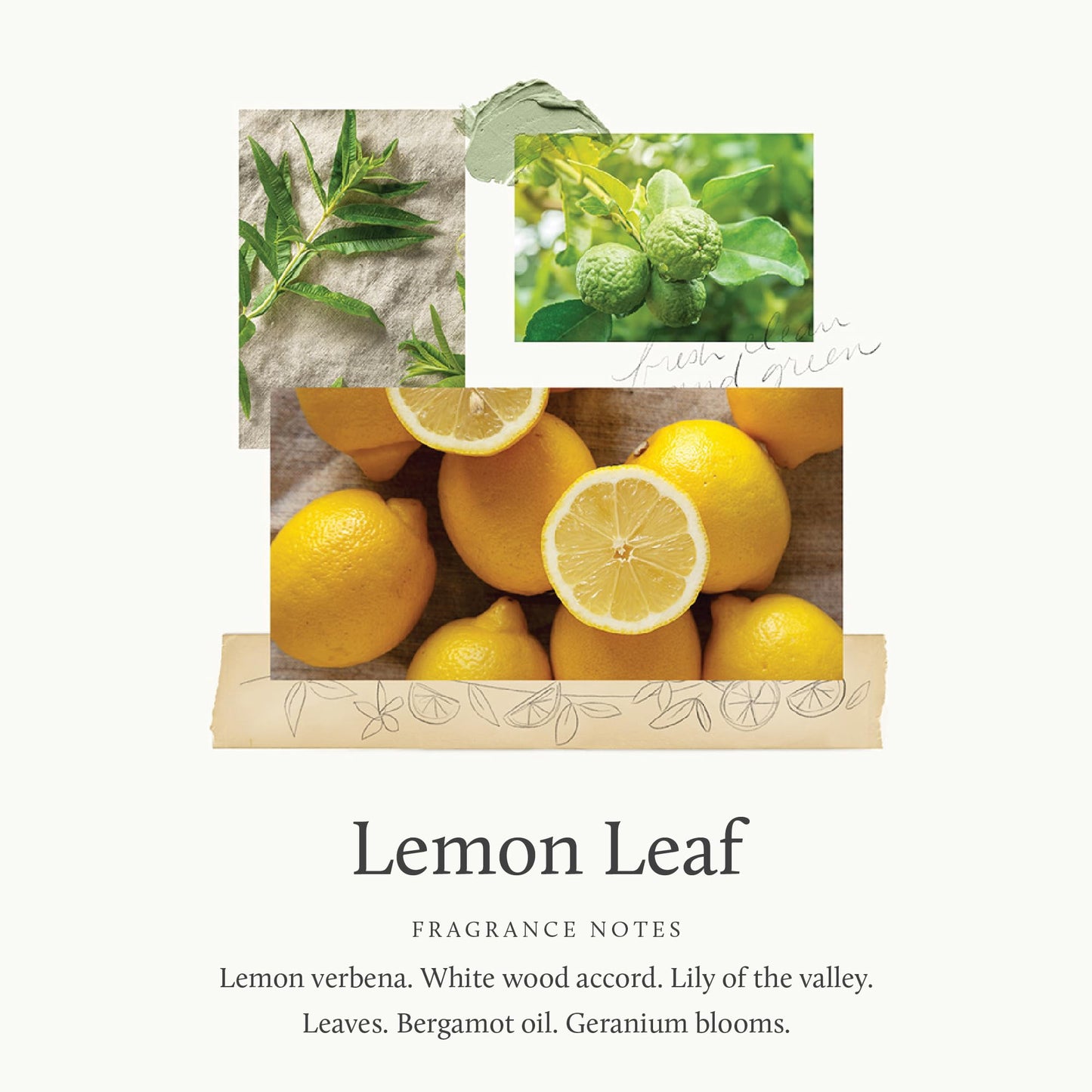 Thymes Lemon Leaf Candle - 8 Oz - Scented Candle for a Fresh Home Fragrance - Aromatherapy Candle in Glass Jar - Matte White Jar