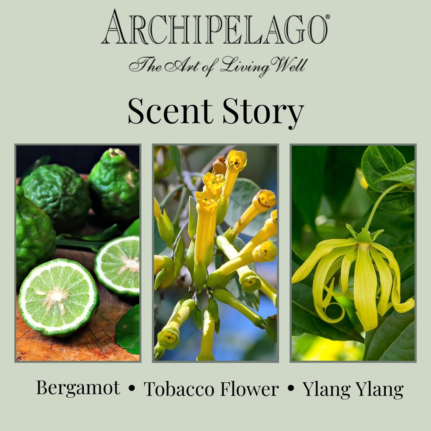 Archipelago Botanicals Havana Glass Jar Candle, Bergamot, Tobacco Flower and Ylang Ylang Scent, Lead-Free Candle Wicks, Burns Approx. 60 Hours (8.6 oz) (Pack of 2)