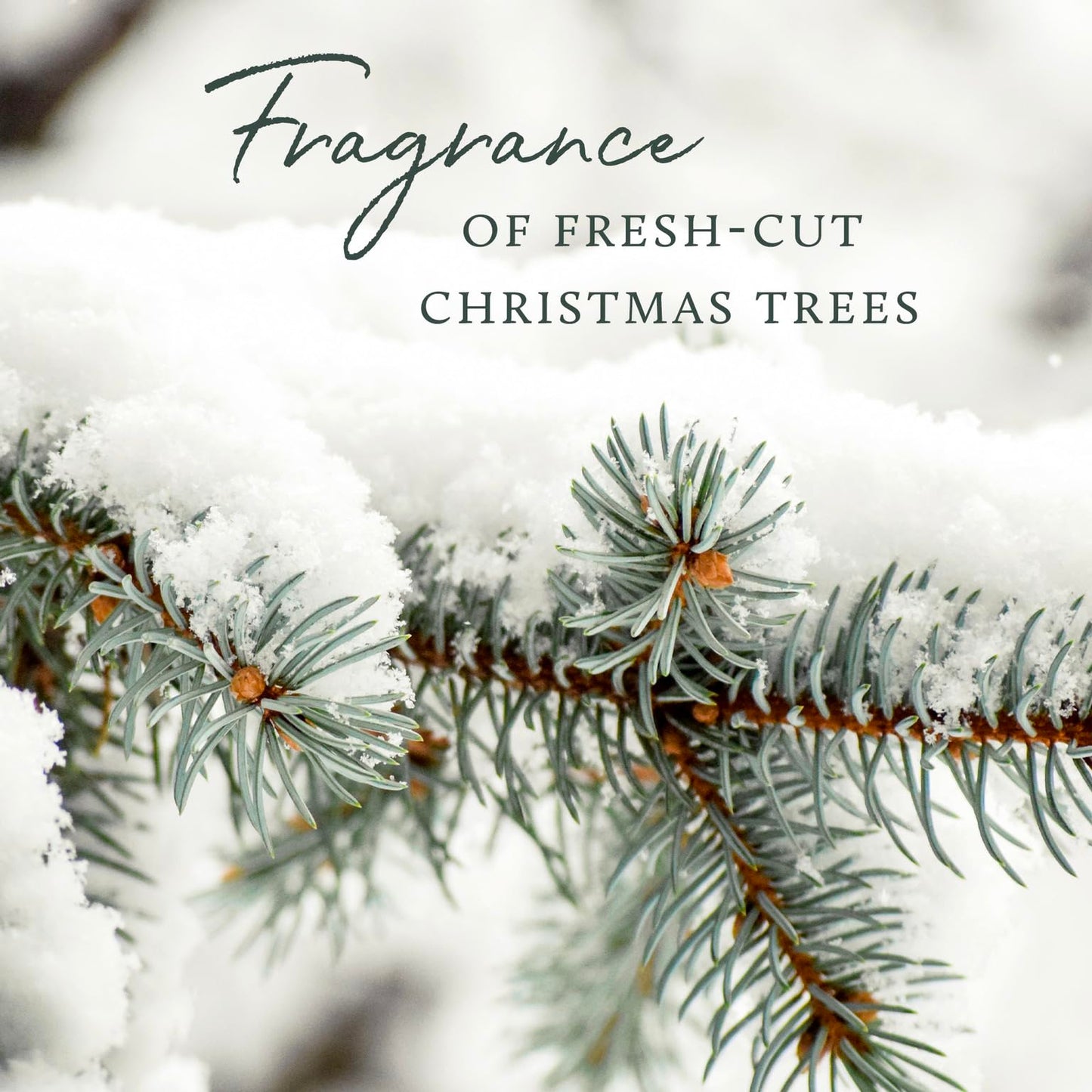 Thymes Frasier Fir Candle – Pine Needle Design – Holiday Scented Candle – Notes of Crisp Siberian Fir, Cedarwood & Sandalwood – Luxury Home Fragrance Gifts for Women & Men – Silver (Statement, 2 oz)