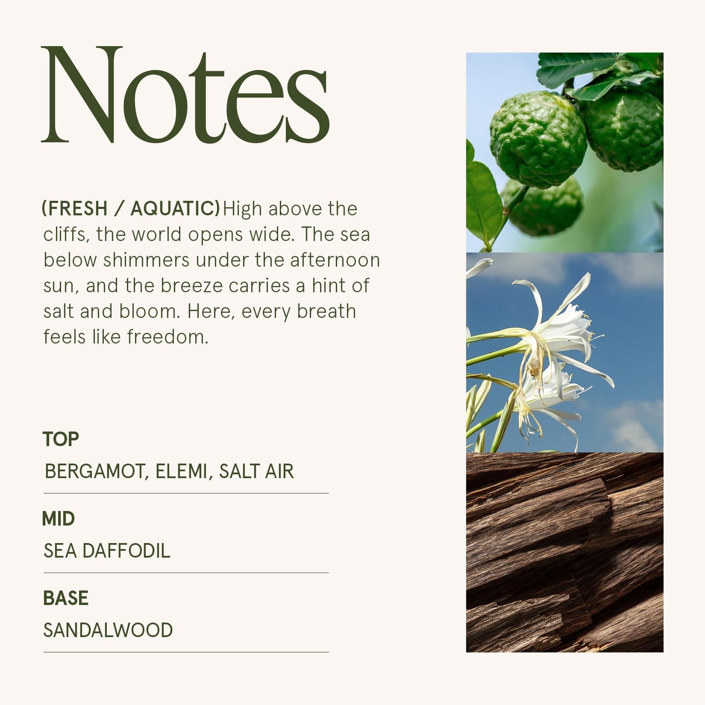 LA JOLIE MUSE Santorini Salt Air Candle - Bergamot, Sea Daffodil, Sandalwood | 19 oz Large Wooden Wick Candle | Natural Soy Wax | 90 Hours Clean Burn | Ocean Scented Candle