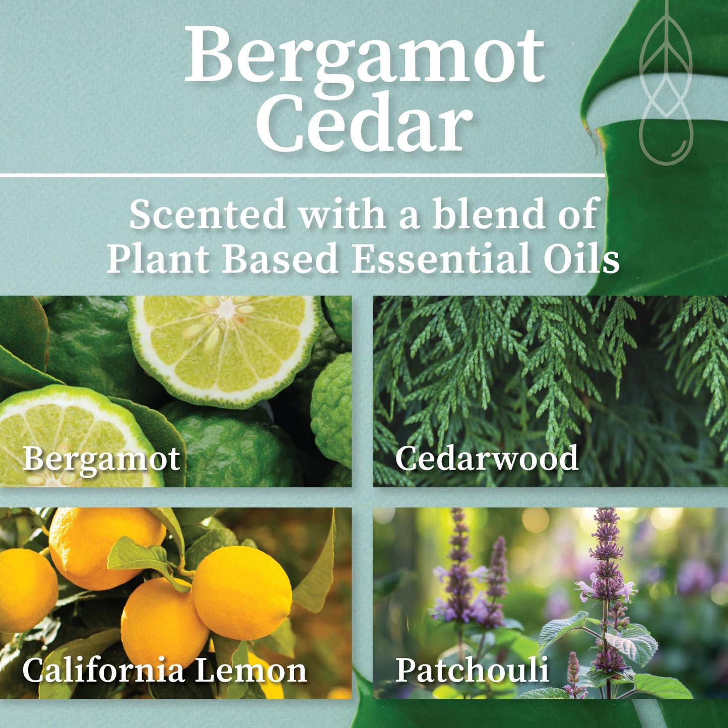 Hemlock Park Bergamot Cedar Apothecary Hand-Poured Scented Candle | Crackling Wood Wick, Botanical Fragrance & Coconut Wax | Up to 60 Hour Burn Time | 8 oz