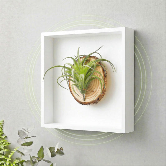 arscent Faux Air Plant Bathroom Wall Decor with Scent Stone Diffuser, Decorative Air Freshener, 3D Botanical Wall Art for Bedroom, Entryway & Small Spaces, Green Tillandsia Ionantha