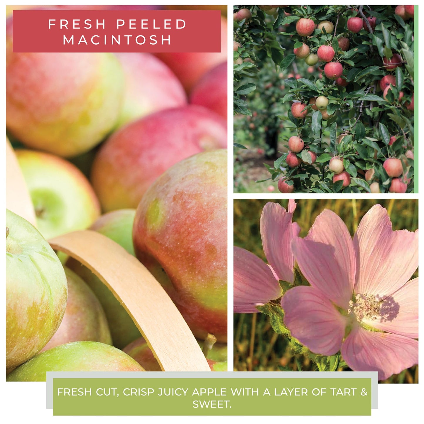 A Cheerful Giver — Fresh Peeled Macintosh - 34oz Papa Scented Candle Jar with Lid - Keepers of the Light - 155 Hours of Burn Time, Gift Candle, White