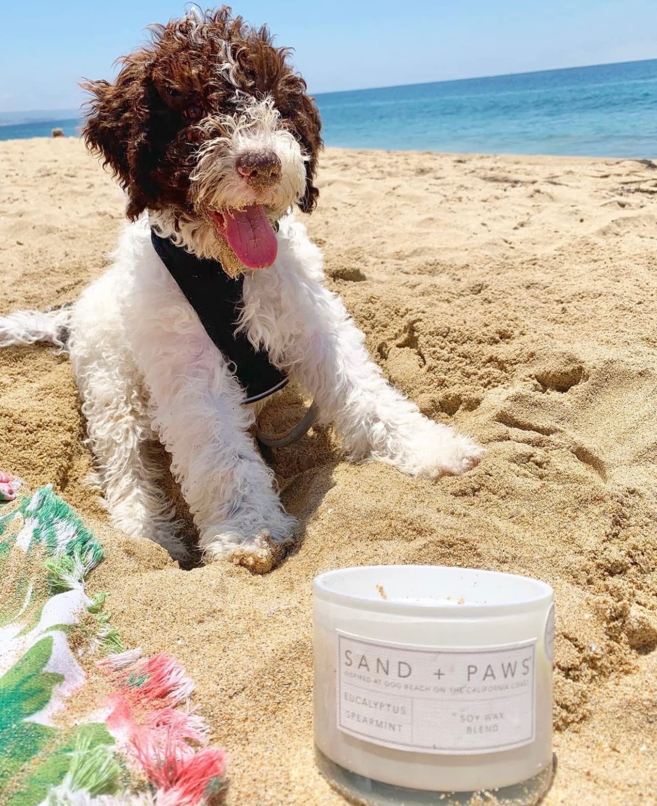 Sand + Paws Scented Candle - Tropical Citrus - Additional Scents and Sizes –Luxurious Air Freshening Jar Candles Neutralize pet Odors and Enhance Home décor – 100% Cotton Lead-Free Wicks - 12 oz
