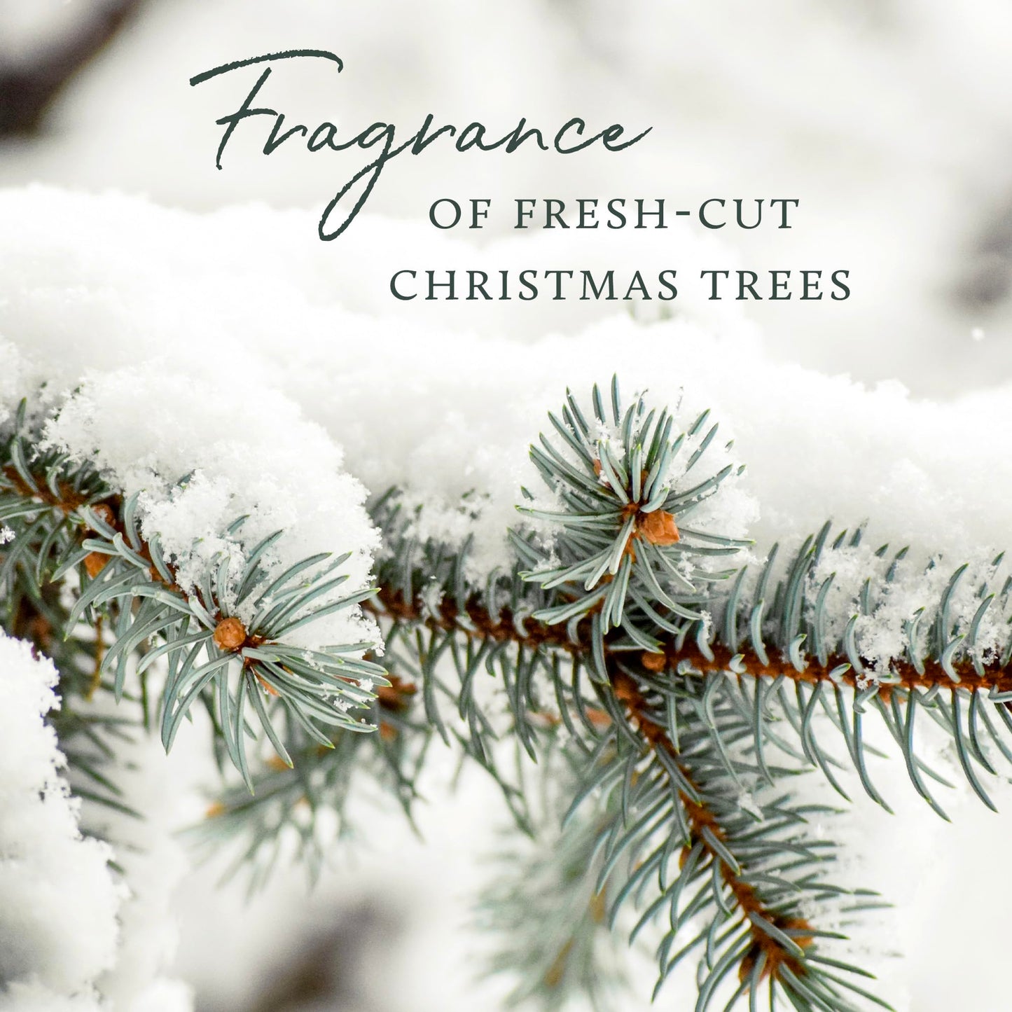 Thymes Frasier Fir Hand Cream, Travel Tin Candle Jar and Bar Soap Gift Set - Scented with Notes of Siberian Fir, Cedarwood, and Sandalwood - Luxury Home Fragrance Set - Hostess Gift for the Holidays