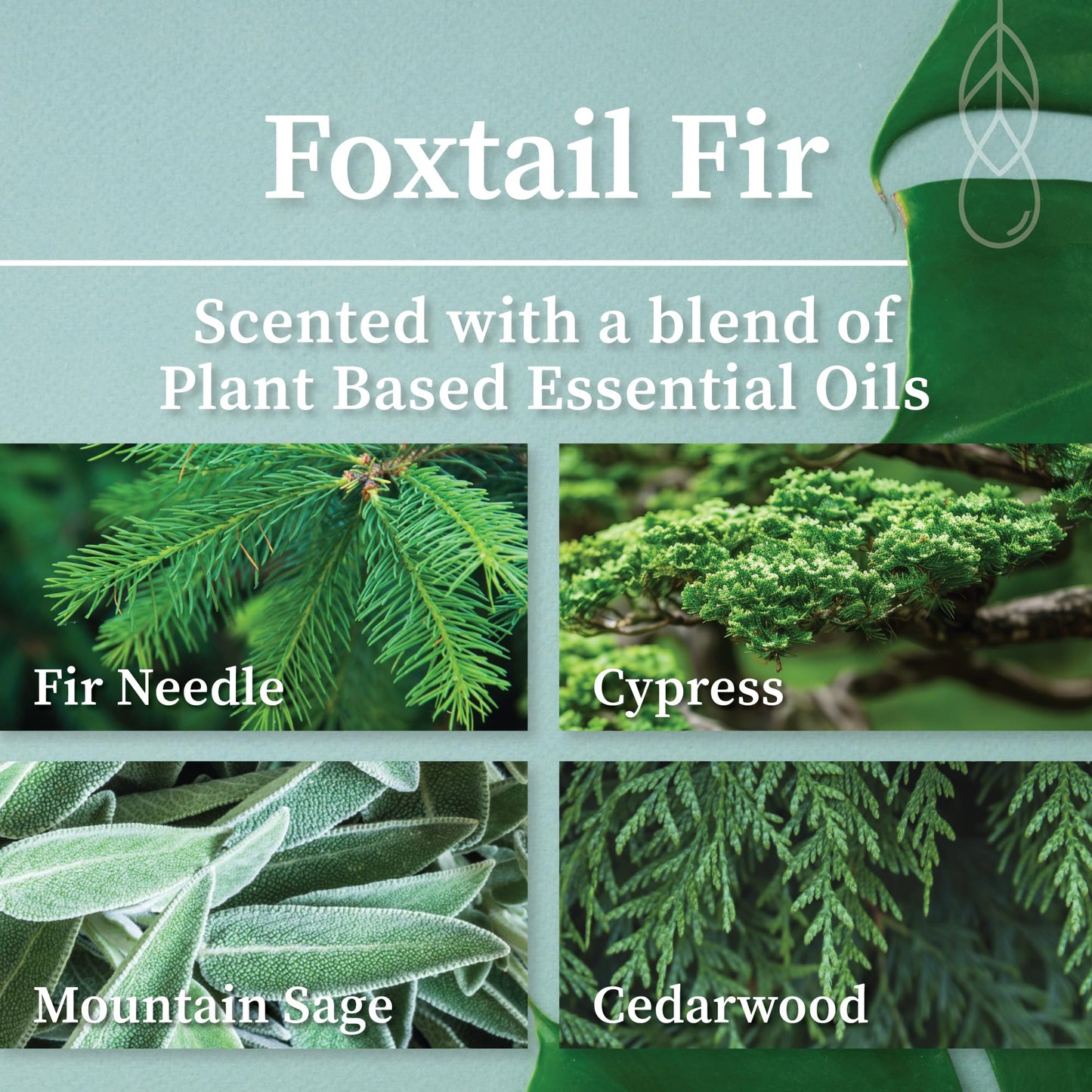 Hemlock Park Foxtail Fir Green Glass Hand-Poured Scented Candle | Crackling Wood Wick, Botanical Fragrance & Coconut Wax | Up to 60 Hour Burn Time | 8 oz