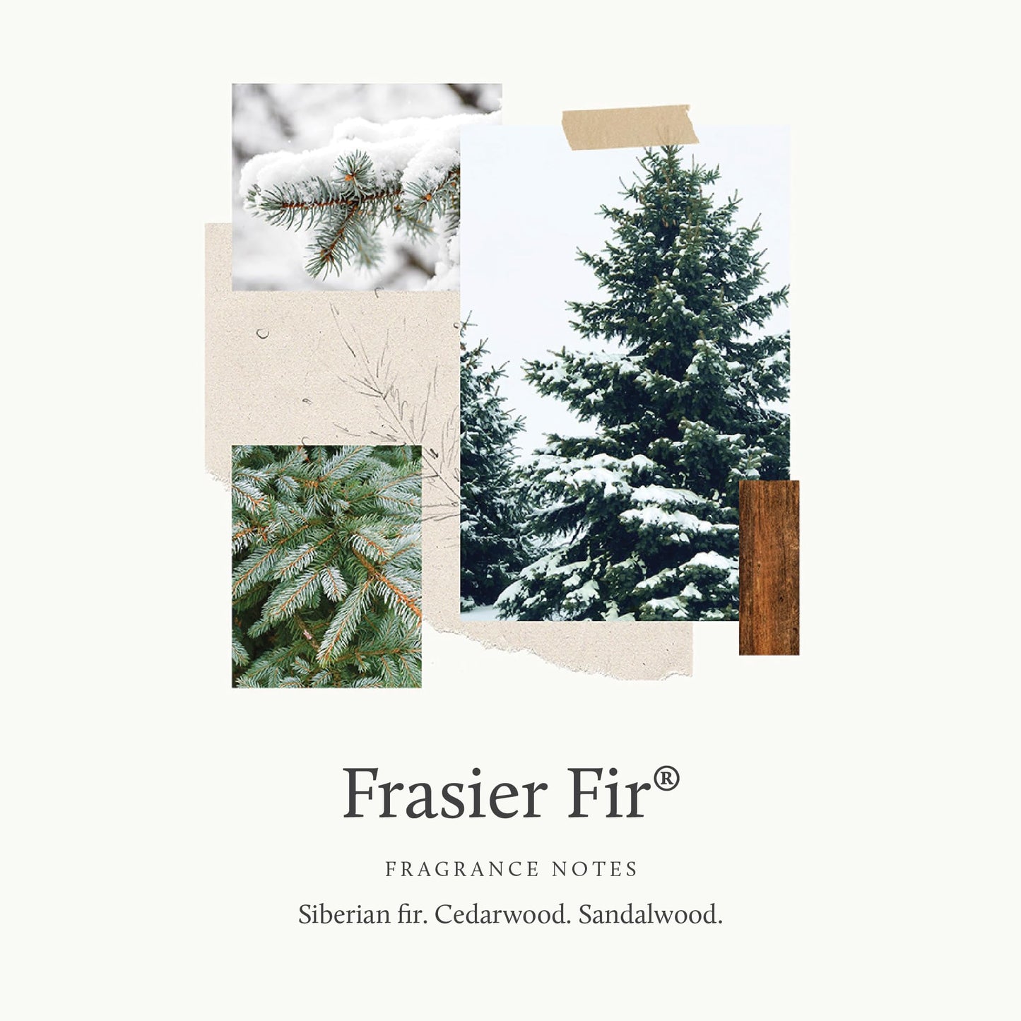Thymes Frasier Fir Pine Needle Candle – Holiday Candles for Home Scented with Notes of Crisp Siberian Fir, Cedarwood & Sandalwood – Christmas Decor (2 oz)