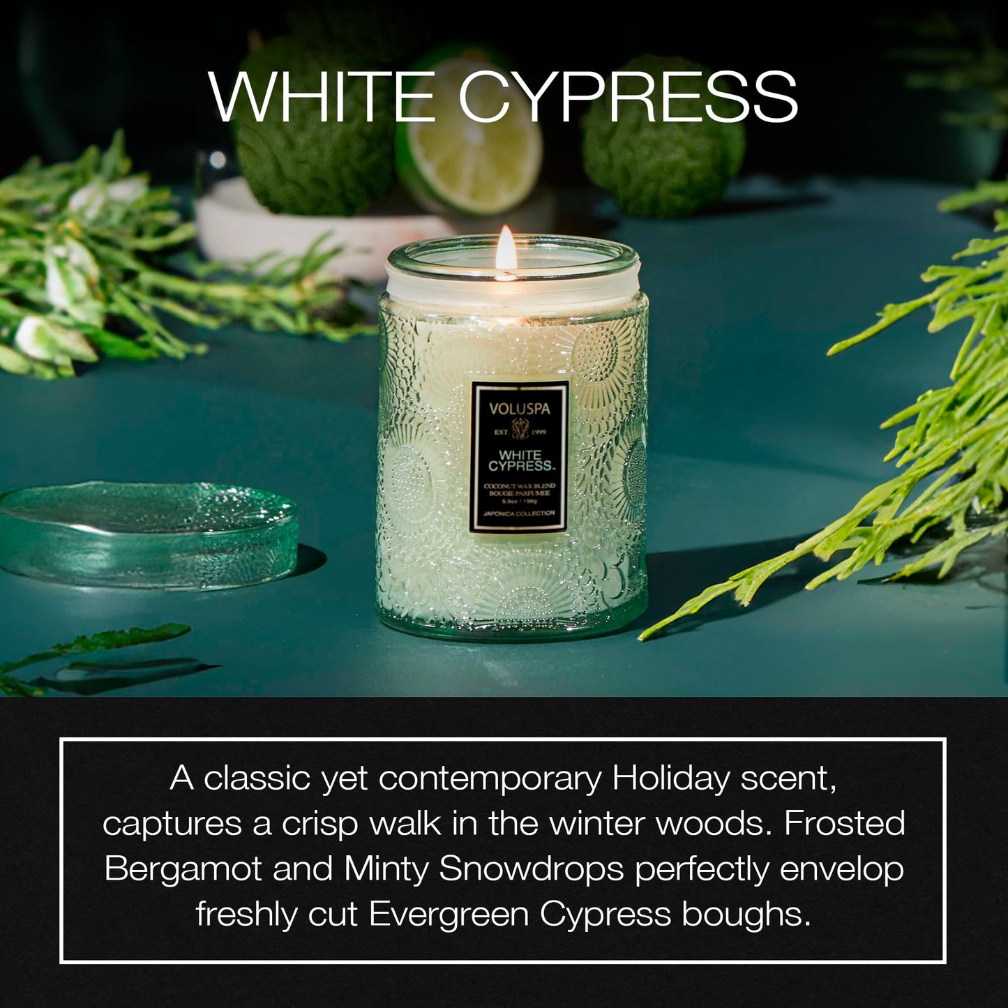 Voluspa White Cypress,Small Candle Jar, 5.5 Ounce,50 Hour Burn Time, & Coconut Wax for Clean Burning,,Handcrafted in the USA