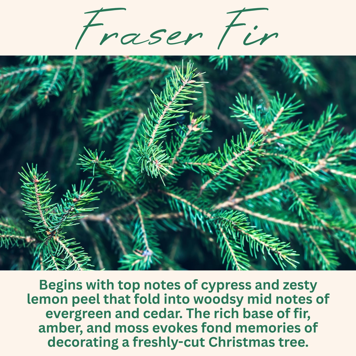 Fraser Fir Pine Scented Candle, Many Scents to Choose from, Christmas Tree Scented, All Natural Non-Toxic Soy Wax, Handmade in the USA (Fraser Fir)